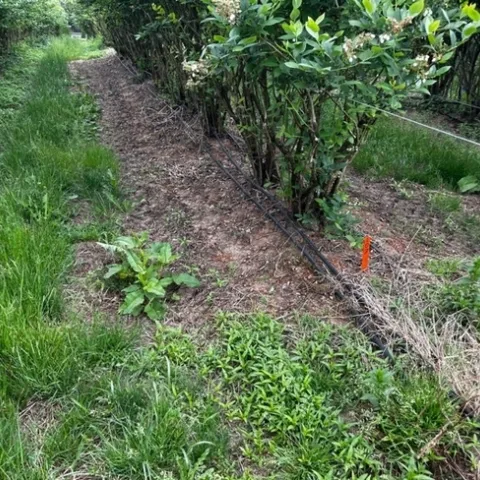 Photo 4. Brake On! (32 fl oz/ac) plus flumioxazin (Chateau 6 oz/ac). Five months after treatment.