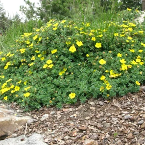 Yellow cinquefoil Plant in Mammoth.