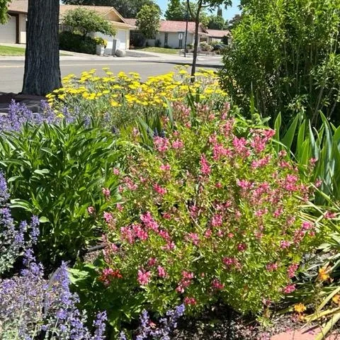 Perennial Corner Garden, Stockton