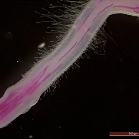 An illustration from the PNAS paper: Rice infected by root-knot nematodes (stained in red). (Illustration by Shahid Siddique)