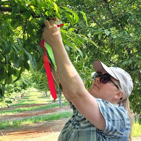 Becky Wheeler-Dykes working in an orchard. She is the newly selected Cooperative Extension orchard systems and weed ecology advisor for Glenn, Tehama and Colusa counties.