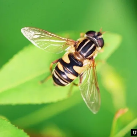 A yellow and black striped fly on a green leaf.