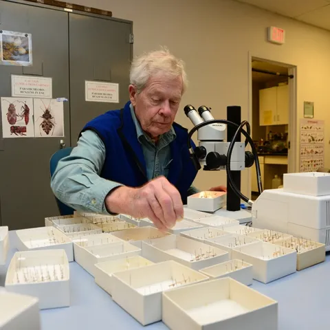 Internationally recognized moth expert Jerry Powell sorting and identifying insects on Dec. 7, 2013 at the Bohart Museum of Entomology.