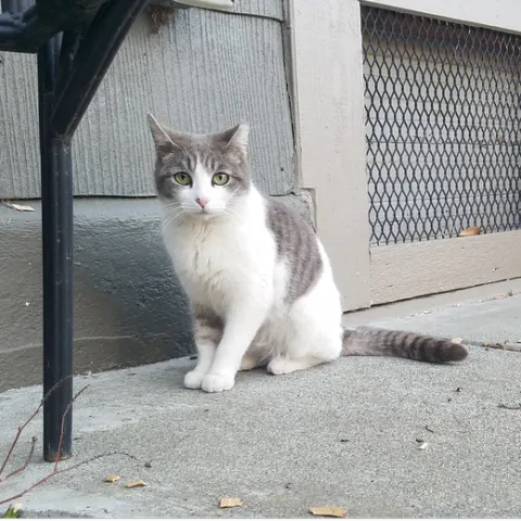 A gray and white cat sitting outside of a house.