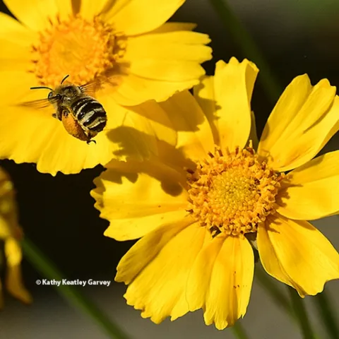 A female sunflower bee, Svastra obliqua expurgata, heads for a Coreopsis. Both are natives to California. (Photo by Kathy Keatley Garvey)