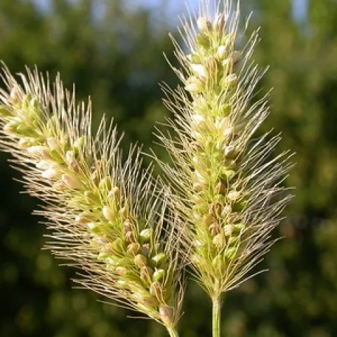 Setaria viridis by Matt Lavin is licensed under CC BY-SA 2.0.