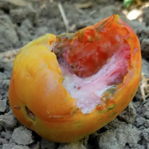 Photo of damage to tomato caused by either rats or squirrels