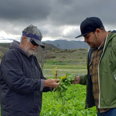 Two men in the garden looking at radishes together