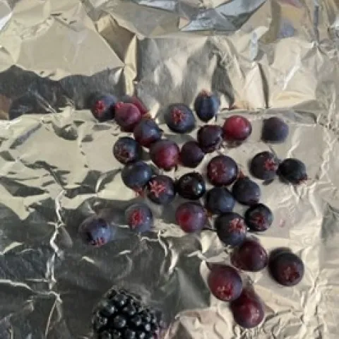 Serviceberry and marionberry. photos by Tina Saravia