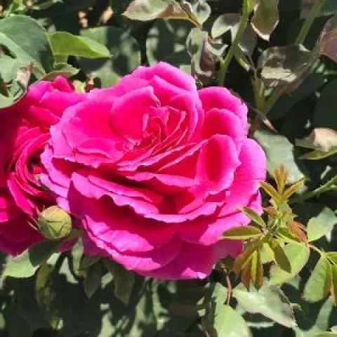 Miranda Lambert, Peace Rose Garden. photos by Karen Metz
