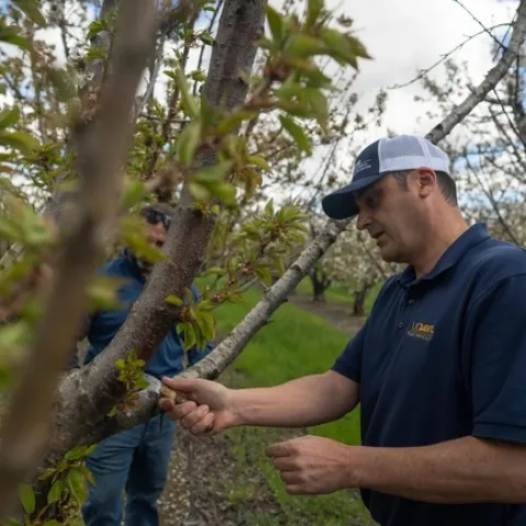 El especialista de Extensión Cooperativa de UC, Florent Trouillas, examina un cerezo en Lodi en busca de potenciales patógenos. Fotografía por Jael Mackendorf, de UC Davis