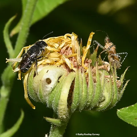 A male leafcutter bee lands on a spent flower. He is not alone. (Photo by Kathy Keatley Garvey)