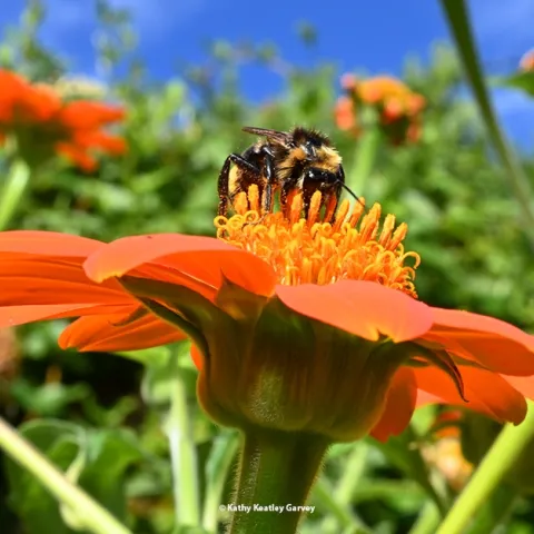 A bumble bee, identified as a male Bombus californicus, foraging on Mexican sunflower, Tithonia rotundifola, in a Vacaville garden. (Photo by Kathy Keatley Garvey)