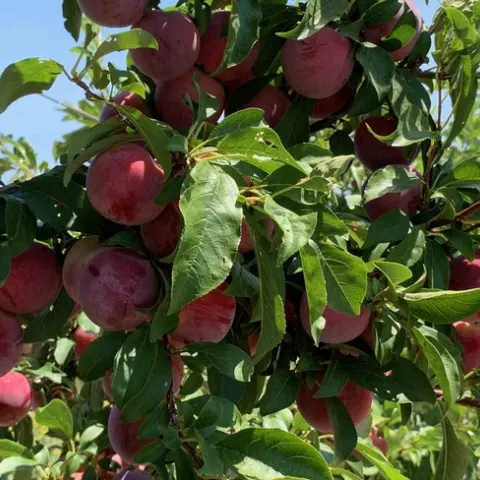 e pluots ready to pick. Laura Kling
