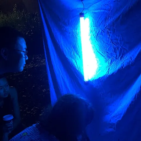 The blacklighting display at the Bohart Museum of Entomology's open house. (Photo by Kathy Keatley Garvey)