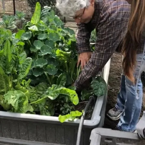 Two people standing over a raised bed of leafy vegetables.