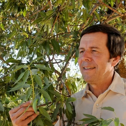 Entomologist Frank Zalom in an almond orchard. (Photo by Kathy Keatley Garvey)