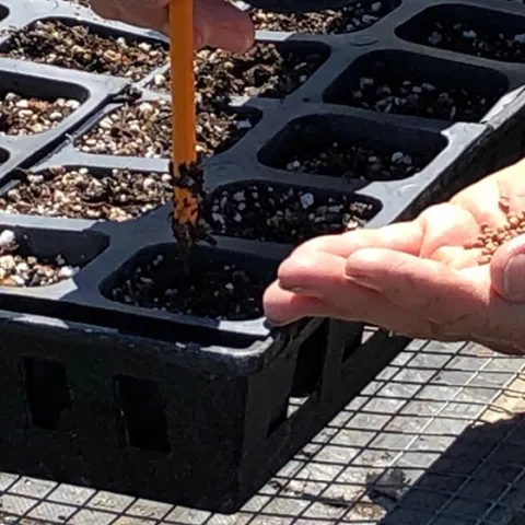 Planting begins with a tray full of seeding mix. A pencil is a handy tool for pushing seed down to the right depth.