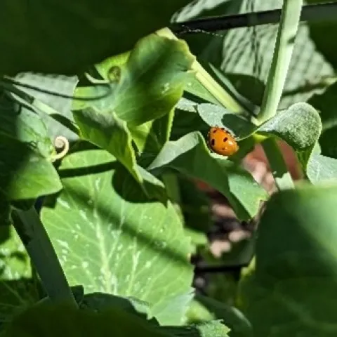 photos by Nanelle Jones-Sullivan