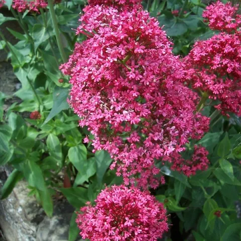 Centranthus ruber ( Red Valerian, Red Spur Valerian, Jupiter's Beard) by Ambersky235 is licensed under CC BY-NC-SA 2.0.