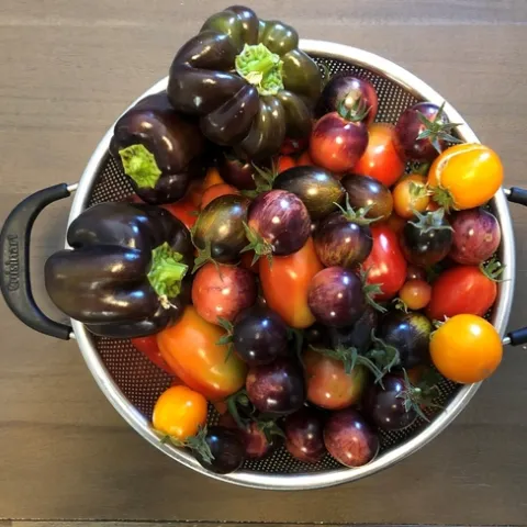 tomato harvest