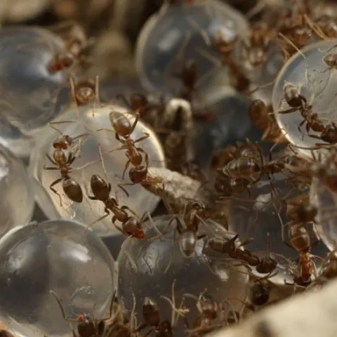 argentine ant and hydrogels