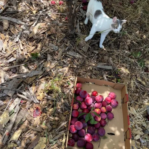 Cat and pluots. photos by Brenda Altman