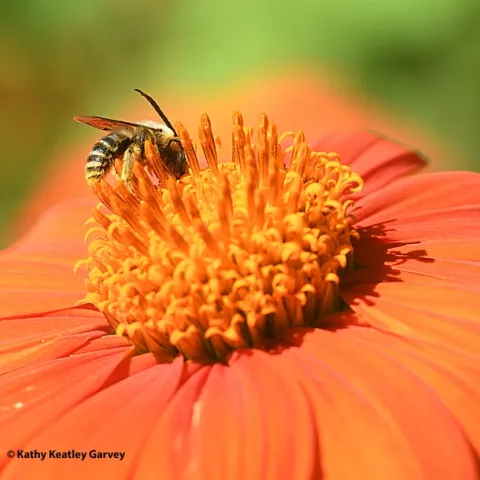 A male Melissodes agilis pauses to sip nectar from a Mexican sunflower, Tithonia rotundifola. (Photo by Kathy Keatley Garvey)