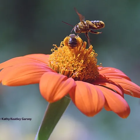 A male Melissodes agilis dives toward the female of his species, but she's not interested. (Photo by Kathy Keatley Garvey)