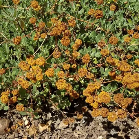The dried flowers of sulfer-flowered buckwheat. Jeanette Alosi