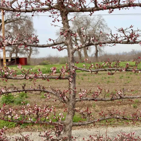 Flowering aprium grown on espalier trellis structure at the Master Gardeners' Demonstration Garden. Michelle Graydon