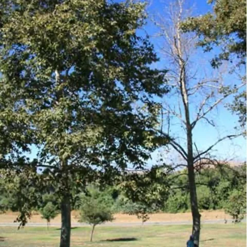 A healthy sycamore tree next to a dead sycamore tree with no leaves.