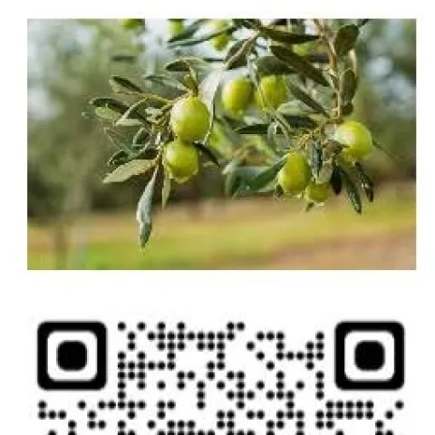grape-olive-QRcode