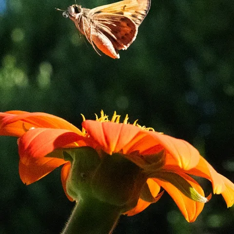 A fiery skipper, Hylephila phyleus, takes flight. The flower is the Mexican sunflower, Tithonia rotundifola. (Photo by Kathy Keatley Garvey)