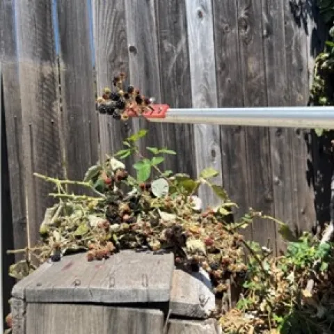 Safely harvesting blackberries. Photos by Tina Saravia