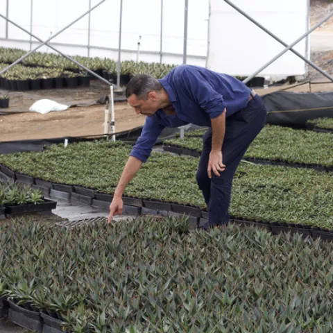 A man bends over to get a closer look at an agave plant.