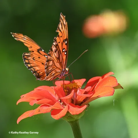 A tattered Gulf Fritillary sipping nectar from a zinnia in a Vacaville, Calif., garden. (Photo by Kathy Keatley Garvey)