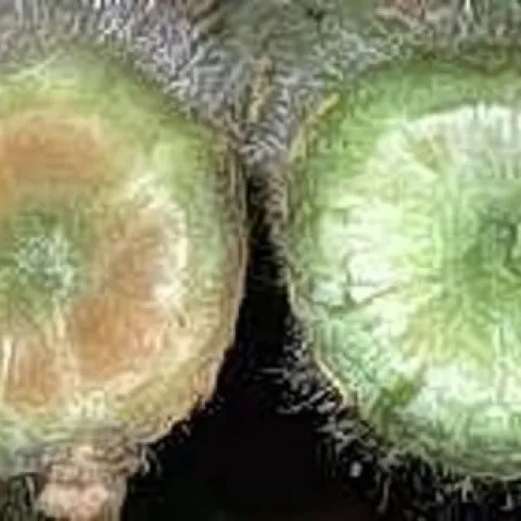 Photo of vascular discoloration typical of both Verticillium and Fusarium