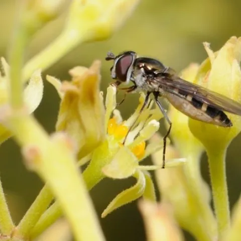 hover fly avocado flower