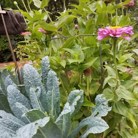 Winter kale and summer zinnias. Jeanette Alosi