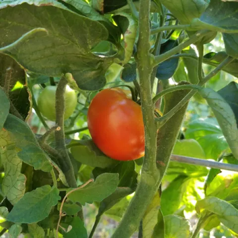 A tomato plant with green, upward cupped leaves and a ripe red tomato.