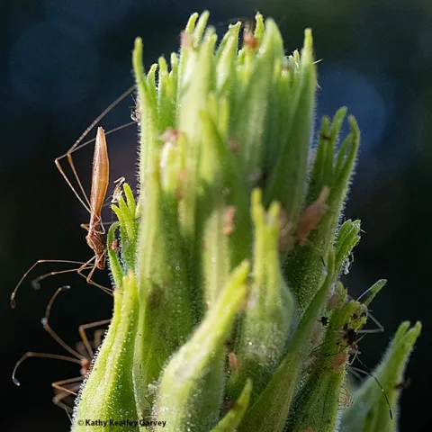 A stilt bug descending an evening primrose. (Photo by Kathy Keatley Garvey)