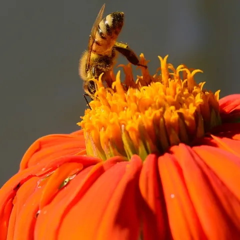 A honey bee foraging in a Mexican sunflower, Tithonia rotundifola. (Photo by Kathy Keatley Garvey)