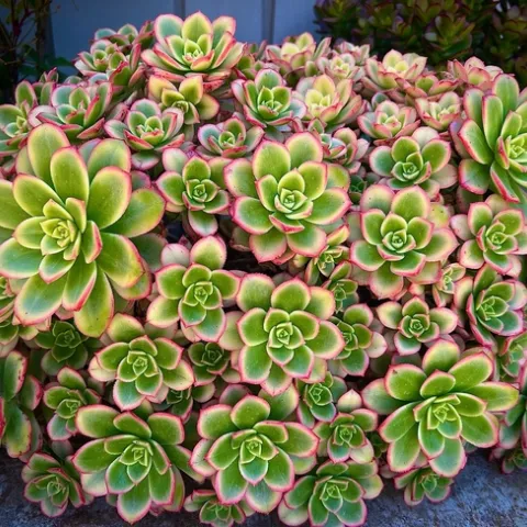 Photo by Ardis Neilsen