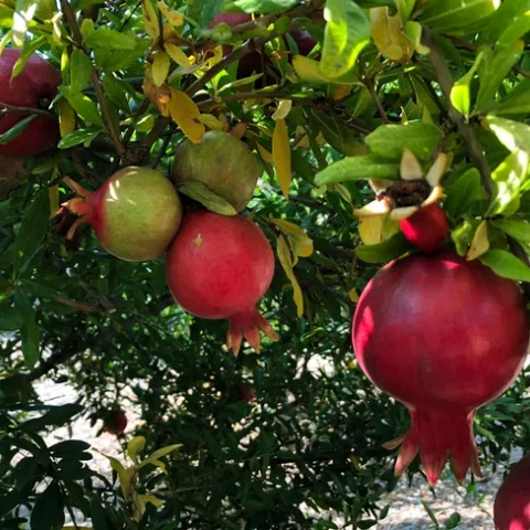 Photo by Jacqueline Shubitowski