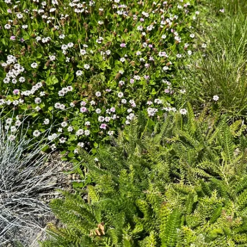 Photo by Jacqueline Shubitowski