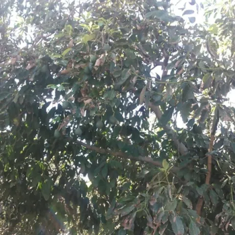 avocado fruit hidden