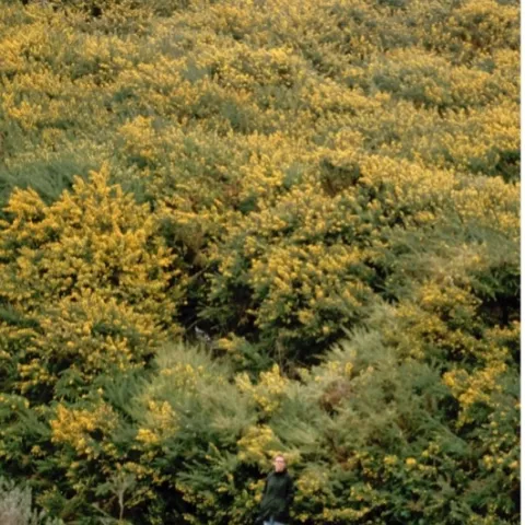A person standing in front of a hillside covered in yellow flowering French broom shrubs.