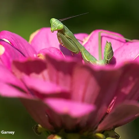 A praying mantis, a Stagmomantis limbata, is pretty in pink, nestled in a bed of pink zinnia petals. (Photo by Kathy Keatley Garvey)