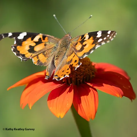 A Painted Lady, Vanessa cardui, with chunked-out wings, nectars on a Mexican sunflower, Tithonia rotundifola. (Photo by Kathy Keatley Garvey)